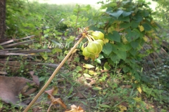 Tacca leontopetaloides